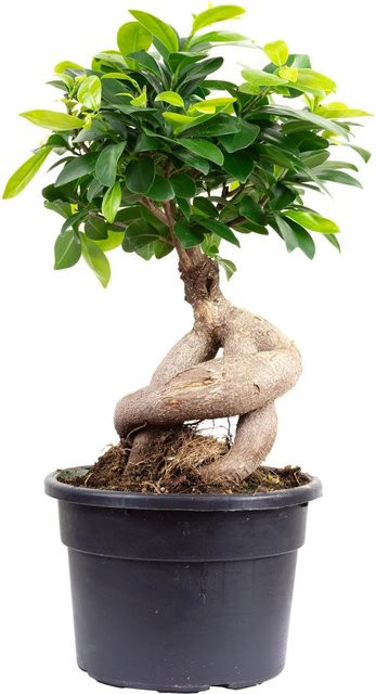 Value Greens Ficus Ginseng Bonsai-Style in Grün, Höhe: 35 cm, Topf-Durchmesser: 17 cm - Bild 1