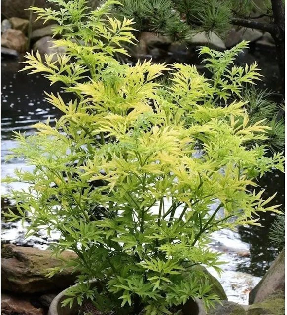 Gelblaubiger Säulen Holunder Golden Tower Sambucus nigra, Farbe: Gelb, Höhe: 60-80 cm - Bild 1