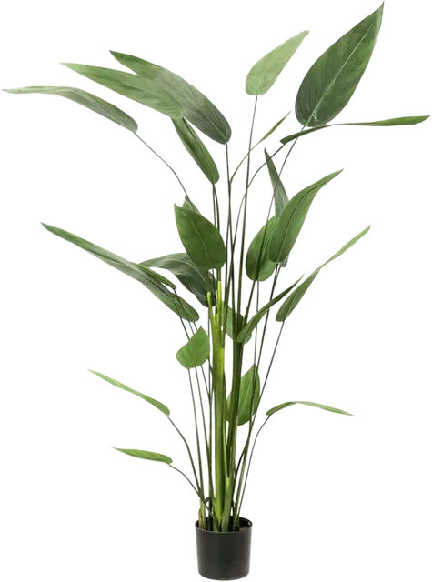 Künstliche Helikonie Azariel von Aplanta, grüne Pflanze, Höhe: 160 cm - Bild 1