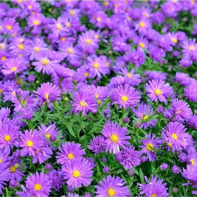 Rauhblattaster Violetta Aster novae angliae lila mehrjährige Gartenpflanze im Topf - Bild 1