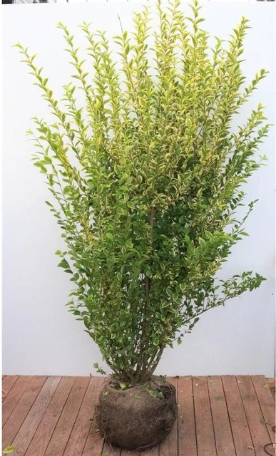 Ligustrum ovalifolium Aureum Goldliguster als Heckenpflanze, Höhe: 175-200 cm - Bild 1