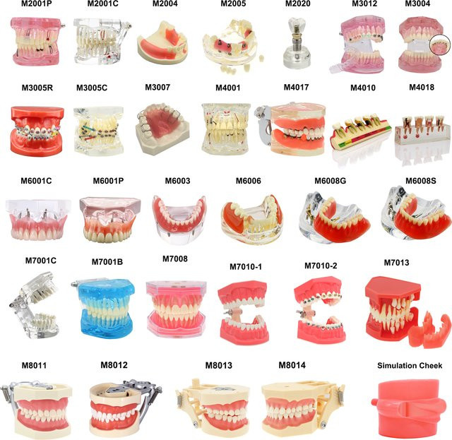 JUQNDENT Dental Zähne Modell, Lehrmodell, Abnehmbare Kieferorthopädische Modell - Bild 1