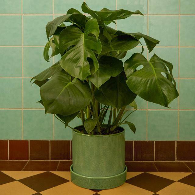 Monstera Deliciosa Zimmerpflanze von BLUME2000 in Grün, Größe Medium - Bild 1