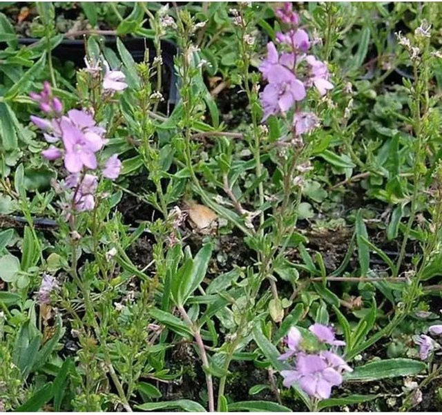 Teppichveronika Veronica prostrata als rosa Bodendecker für deinen Garten - Bild 1