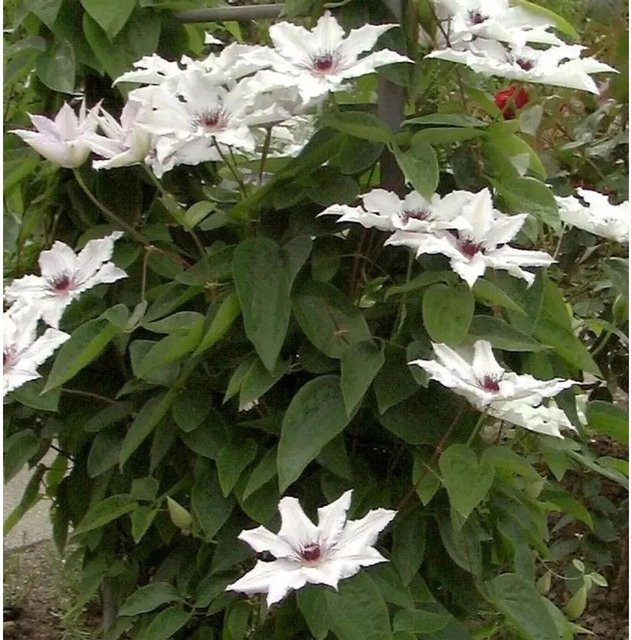 Evison Clematis Waldrebe Tsukiko als mehrjährige Kletterpflanze für Garten und Kübel, Höhe: 60-80 cm - Bild 1