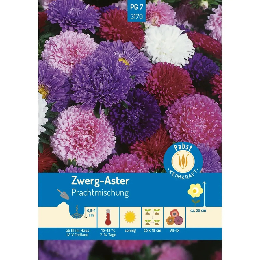 Pabst Keimkraft Zwerg Aster Prachtmischung Saatgut für Beete und Balkonkästen - Bild 2