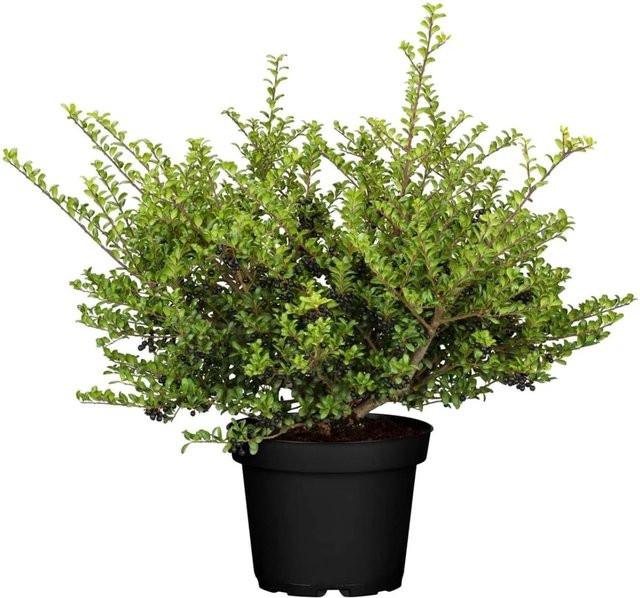 Ilex crenata Convexa Japanische Stechpalme von Pflanzen für dich, Höhe: 30-40 cm - Bild 1
