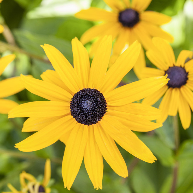 BIO Sonnenhut Goldsturm Rudbeckia fulgida von BLUME2000, 3 Stück - Bild 1