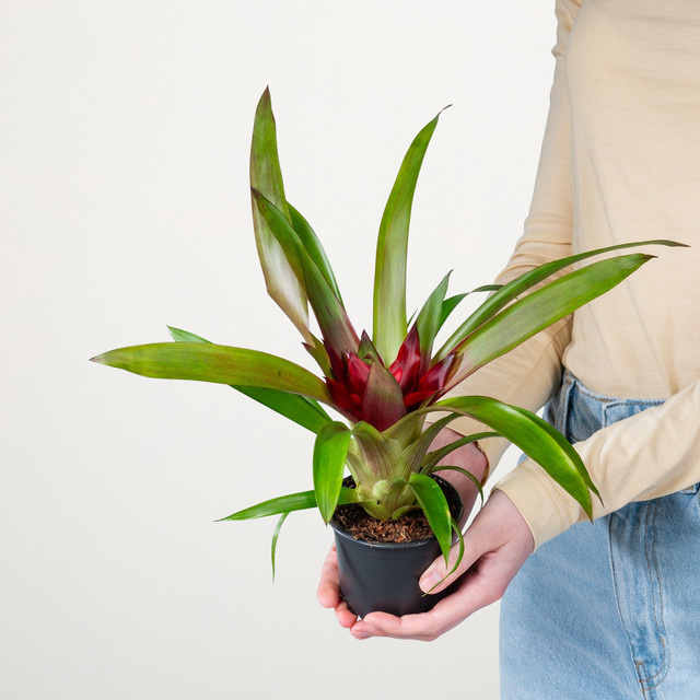 Guzmania Sky Zimmerpflanze von BLUME2000 in Dunkelrot und Grün - Bild 1