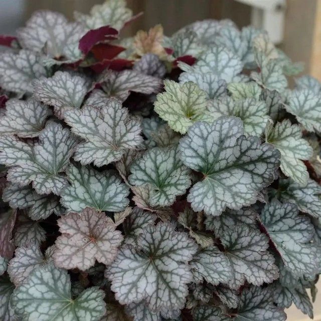 Heuchera cultorum Silberglöckchen Peppermint Spice Blattschmuckpflanze Silber - Bild 1