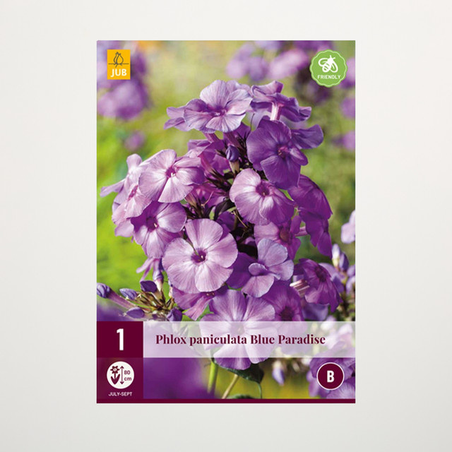Phlox paniculata Blue Paradise Staude als Wurzel von BLUME2000 - Bild 1
