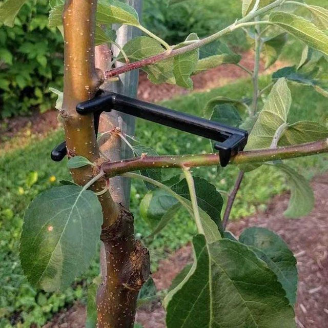 Pflanzen-Biegeclips zur Formgebung von Obstbäumen, Reben und Bonsai in Schwarz - Bild 1
