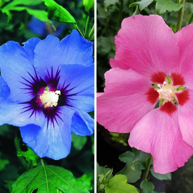 Mein schöner Garten Shop Gartenhibiskus Set mit 2 Pflanzen in Blau und Rosa - Bild 1