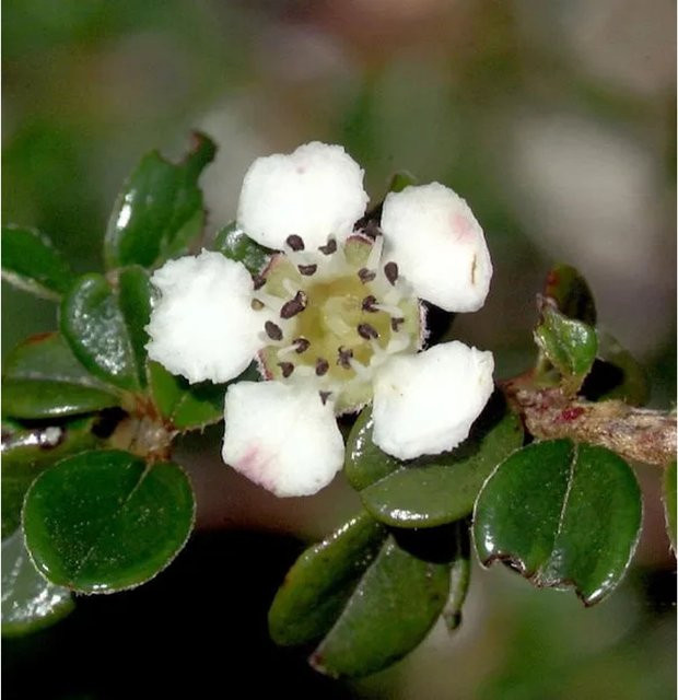Hochstamm Immergrüne Kissenmispel Cotoneaster microphyllus für deinen Garten - Bild 1