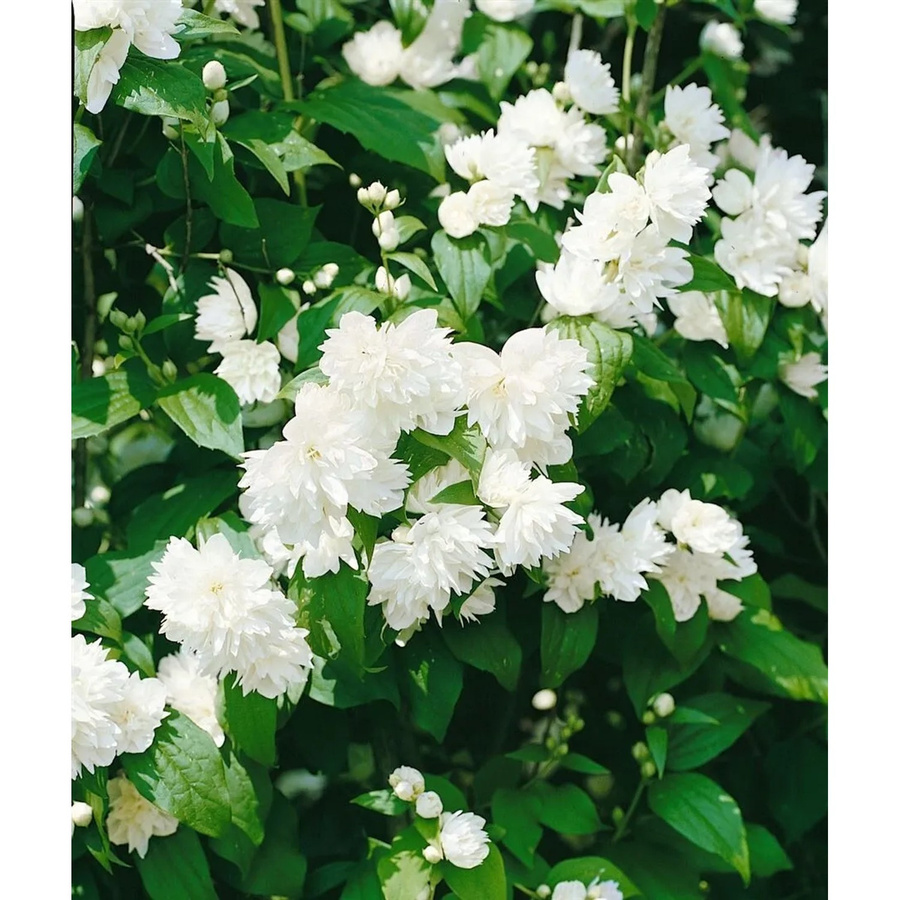 Philadelphus Schneesturm Duftjasmin Weiß, Zierstrauch für den Garten, Höhe: 60–80 cm - Bild 2