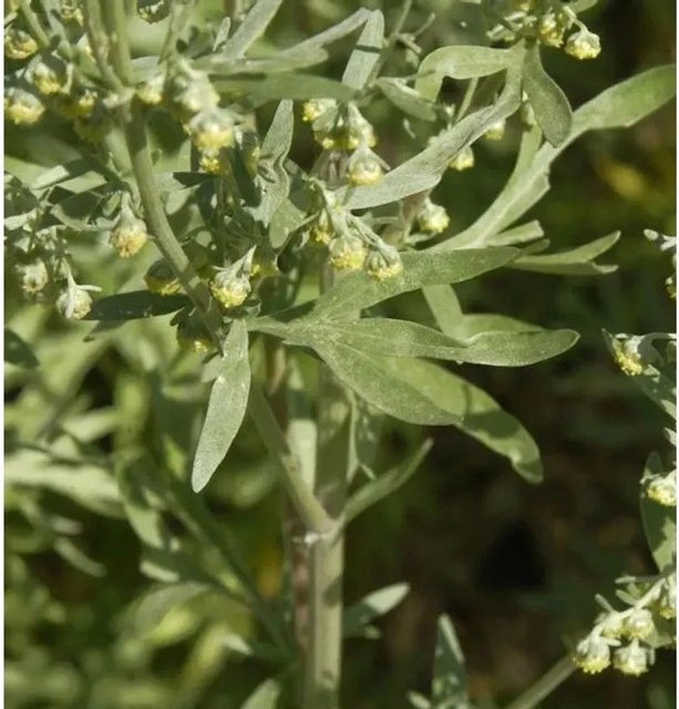 Wermut Artemisia absinthium grüne Staude von Nr-01.de im Topf - Bild 1