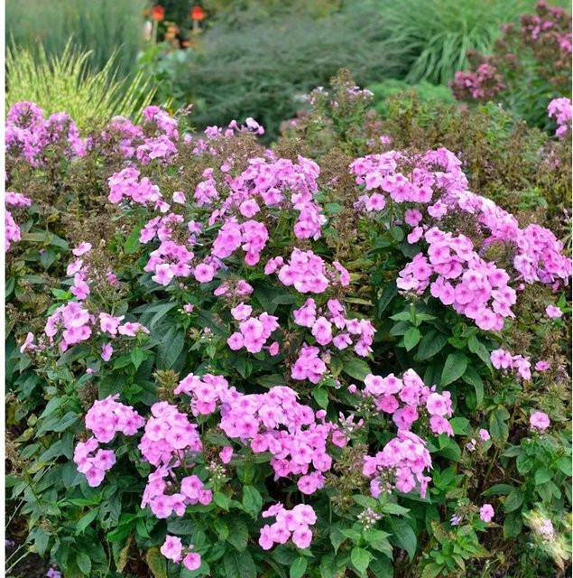Phlox paniculata Hohe Flammenblume Herbstwalzer als Beetpflanze und Schnittblume - Bild 1