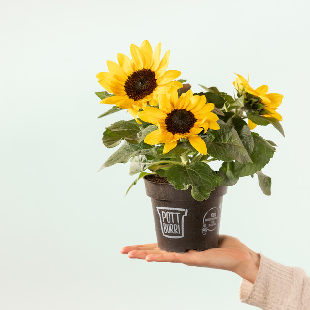 3er Set Pottburri Sonnenblumen Helianthus für Balkon und Terrasse - Bild 1