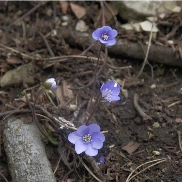 Siebenbürger Leberblümchen Hepatica transsilvanica als mehrjährige Gartenpflanze im Topf - Bild 1