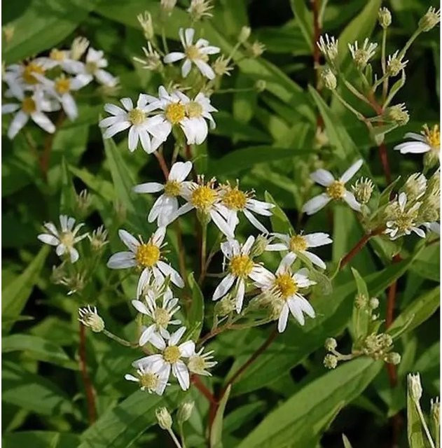 Aster umbellatus Doldenblütige Aster Weißer Schirm als mehrjährige Pflanze im Topf - Bild 1