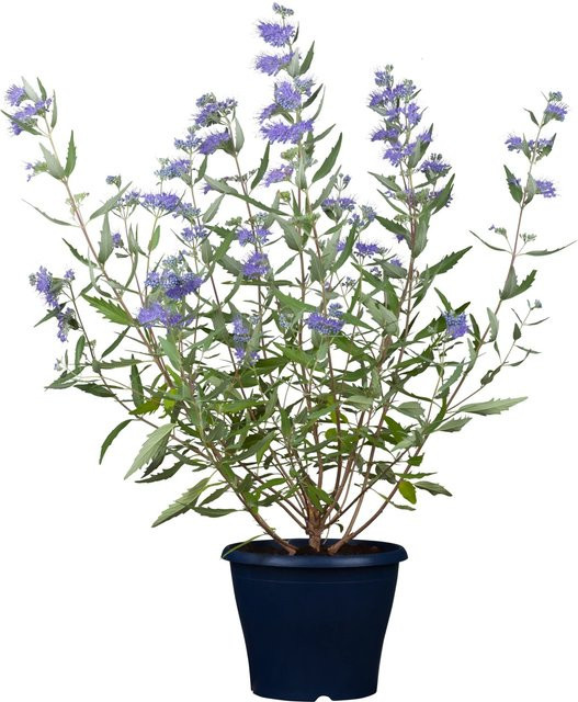 GROW by OBI Bartblume Caryopteris clandonensis Blau im Topf - Bild 1