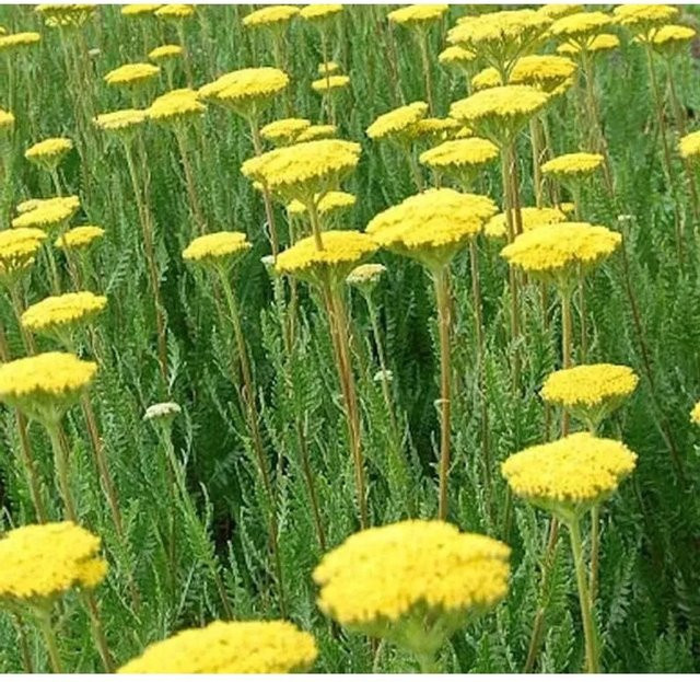 Goldschafgarbe Parker Achillea filipendulina gelb silbergrau von Nr-01.de - Bild 1