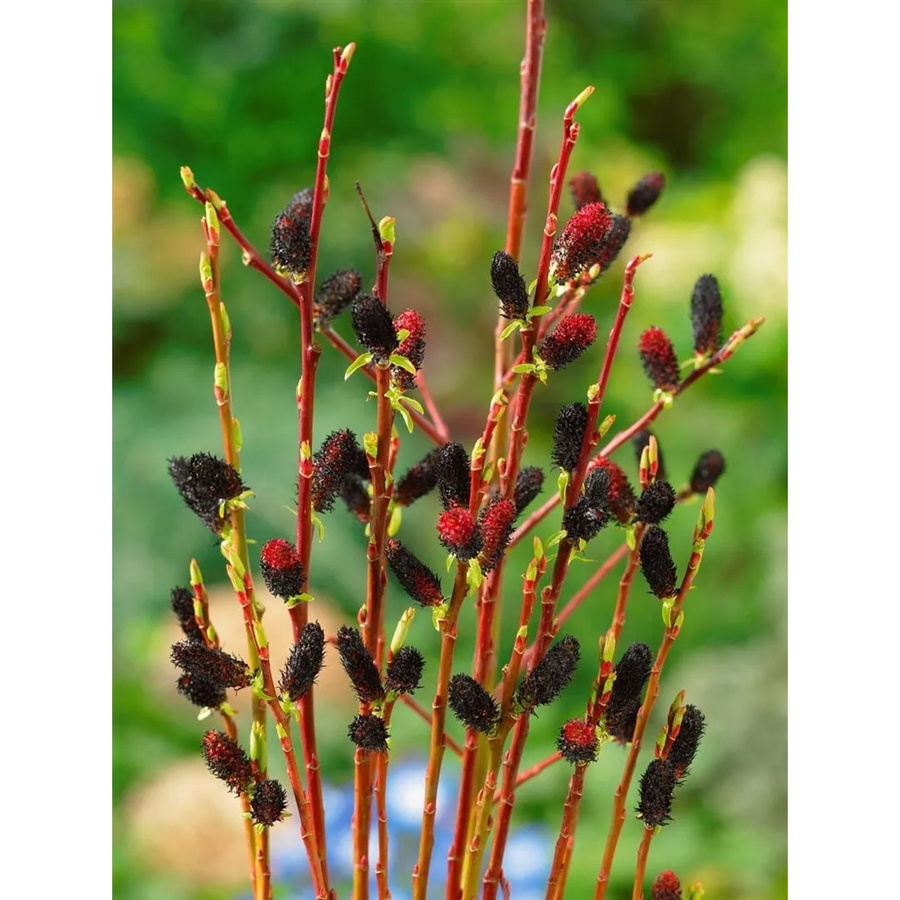 Salix Melanostachys Schwarzer Kätzchenweide als Zierbaum für den Außenbereich mit einer Stammhöhe von 60 cm - Bild 2