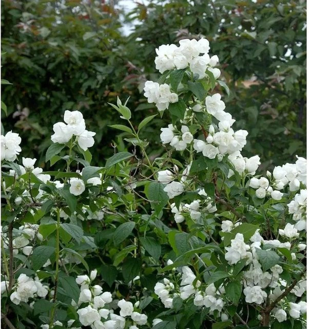 Gefüllter Gartenjasmin Schneesturm Philadelphus als weiße Heckenpflanze oder Solitärpflanze, Höhe: 100-125 cm - Bild 1
