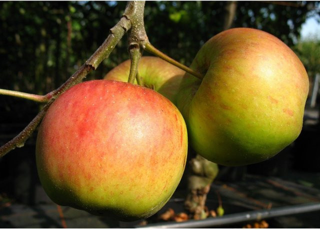 Zwergapfelbaum Cox Orange mit süß-aromatischen Früchten, Wuchshöhe: 1,8 - 2 Meter - Bild 1