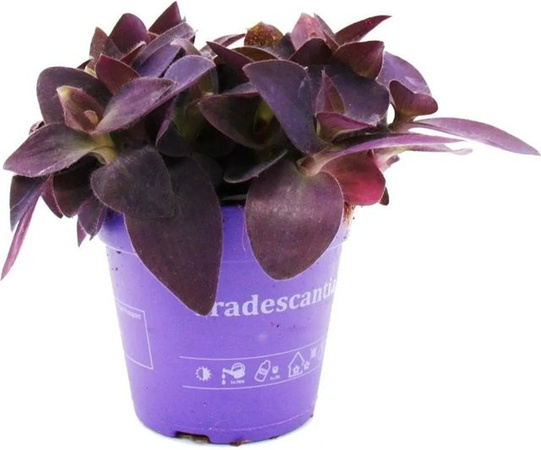 Exotenherz Dreimasterblume Tradescantia Pallida pflegeleichte hängende Zimmerpflanze in Lila, 12 cm Topf