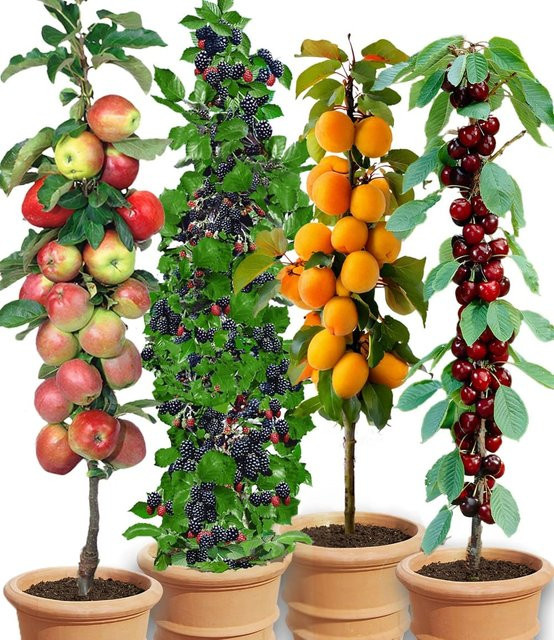Säulen-Obst-Raritäten-Kollektion - Bild 1