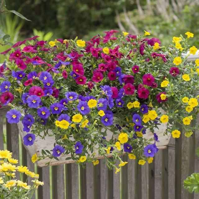 Bunte Zauberglöckchen Calibrachoa für Balkon und Blumenkasten, 6 Pflanzen, Mehrfarbig - Bild 1