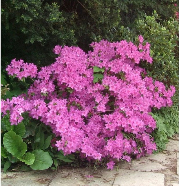 Rhododendron aetevirens Strauch in Pink oder Purple von Nr-01.de, Höhe: 30-40 cm - Bild 1