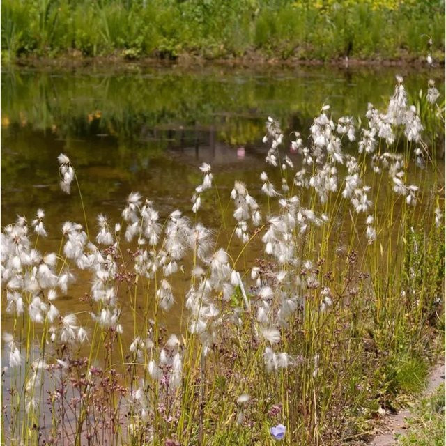 Breitblättriges Wollgras Eriophorum latifolium als mehrjährige Pflanze in Weiß für den Außenbereich - Bild 1