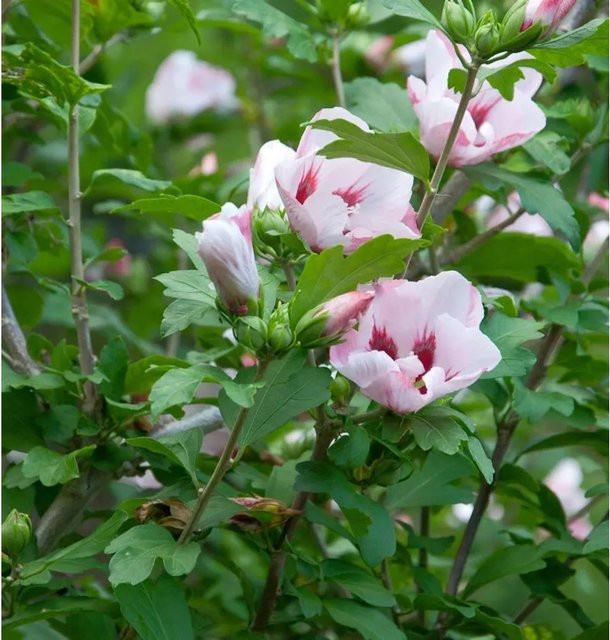 Garteneibisch Mathilda Hibiscus in Weiß als Zierstrauch für den Garten - Bild 1