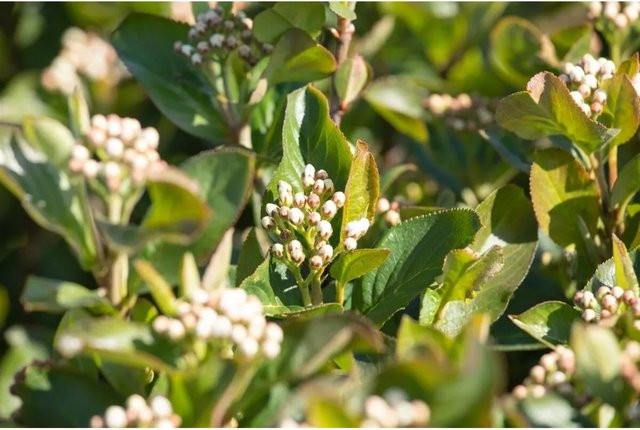 Aronia Melanocarpa Schwarze Apfelbeere als Zierstrauch für Garten und Gemüsebeet, Höhe: 60–80 cm - Bild 1