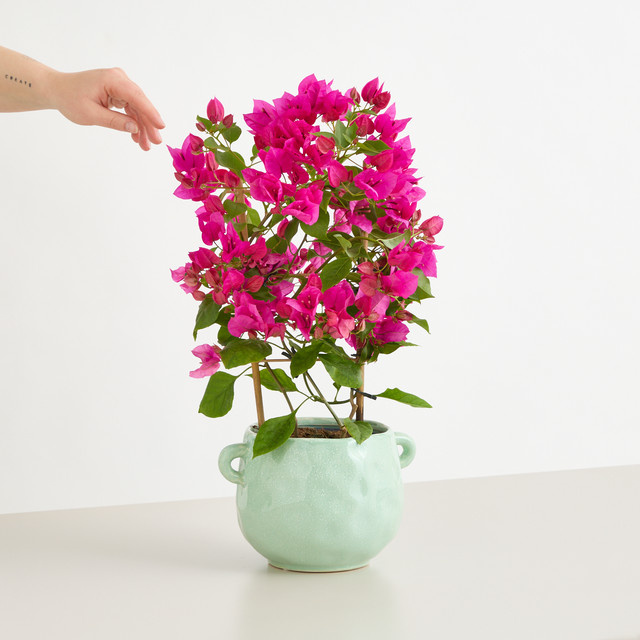 Bougainvillea Kletterstrauch von BLUME2000 in Pink und Turquoise mit Übertopf - Bild 1