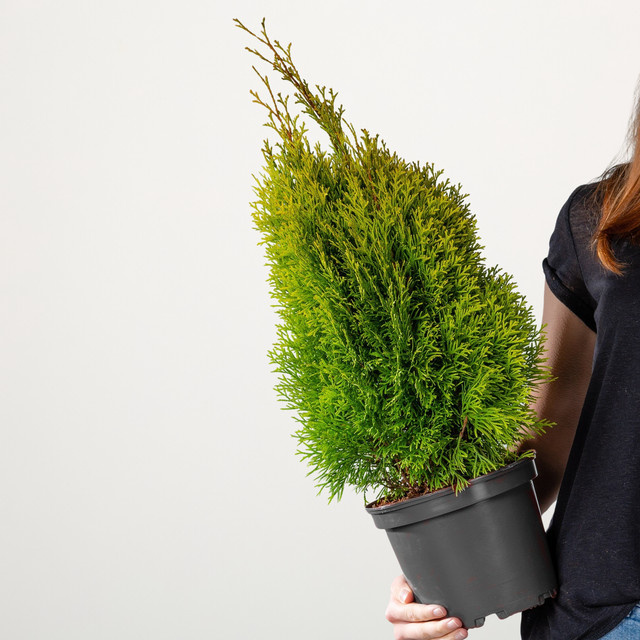 Thuja occidentalis Lebensbaum Golden Smaragd von BLUME2000 als Heckenpflanze für den Garten - Bild 1