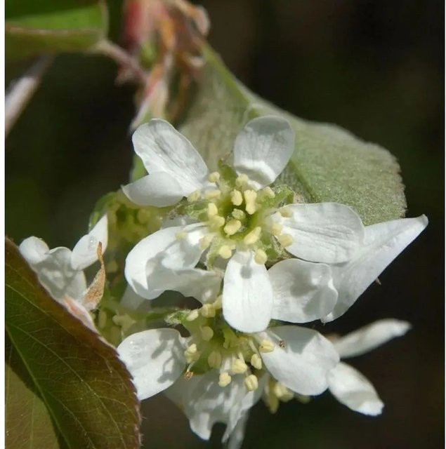 Amelanchier alnifolia Säulen Felsenbirne Beerenstrauch mit weißen Blüten, Höhe: 100-125 cm - Bild 1