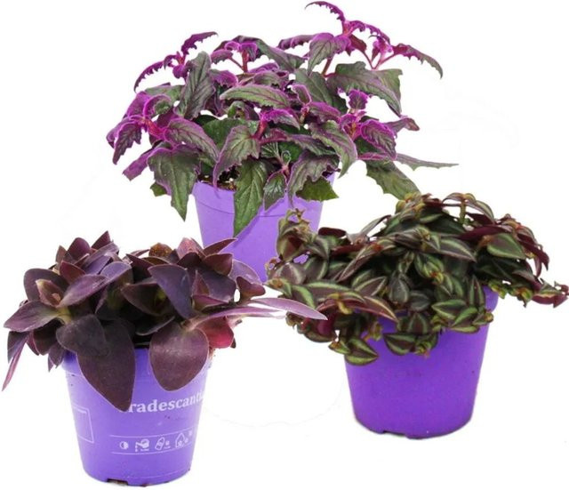 Exotenherz Zimmerpflanzen Trio Purple Leaves Set mit 3 verschiedenen Pflanzen mit lila Blättern - Bild 1