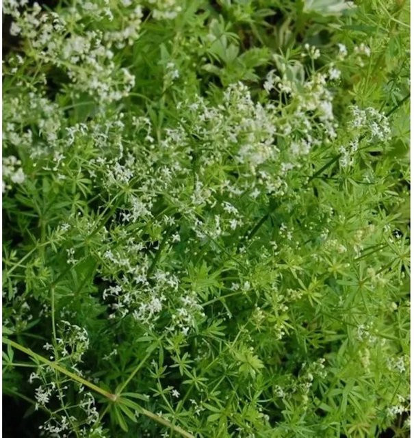 Wiesen Labkraut Galium mollugo von Nr-01.de mit gelben und weißen Blüten - Bild 1