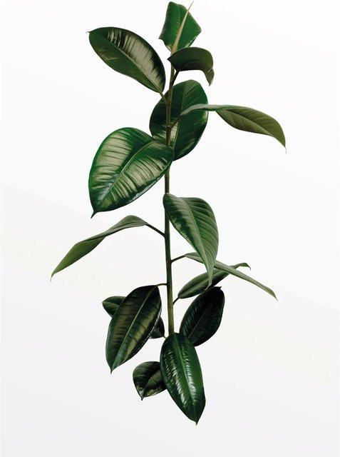 Komar Wandbild Ficus Branch in Grün, Breite: 50 cm, Höhe: 70 cm - Bild 1