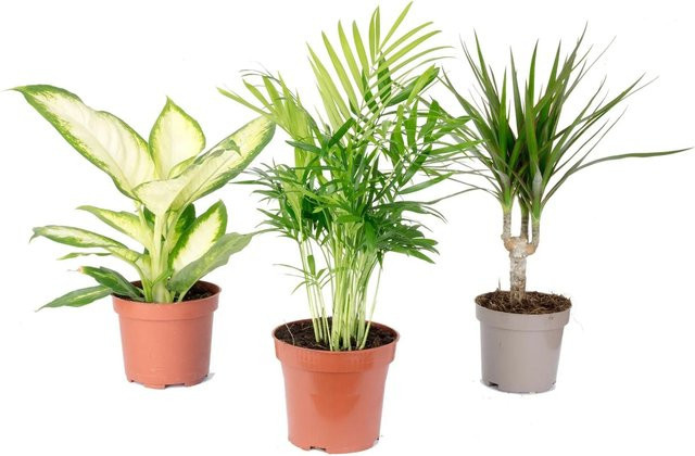 Value Greens Tropisches Pflanzenset mit 3 pflegeleichten Grünpflanzen: Bergpalme, Dieffenbachie und Drachenbaum, Höhe: 30 cm - Bild 1