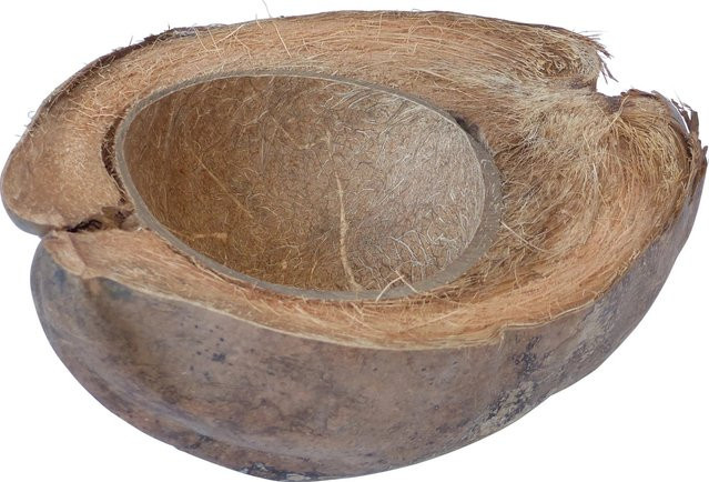 Proflora Vogeltränke aus Kokosschale in Braun - Bild 1