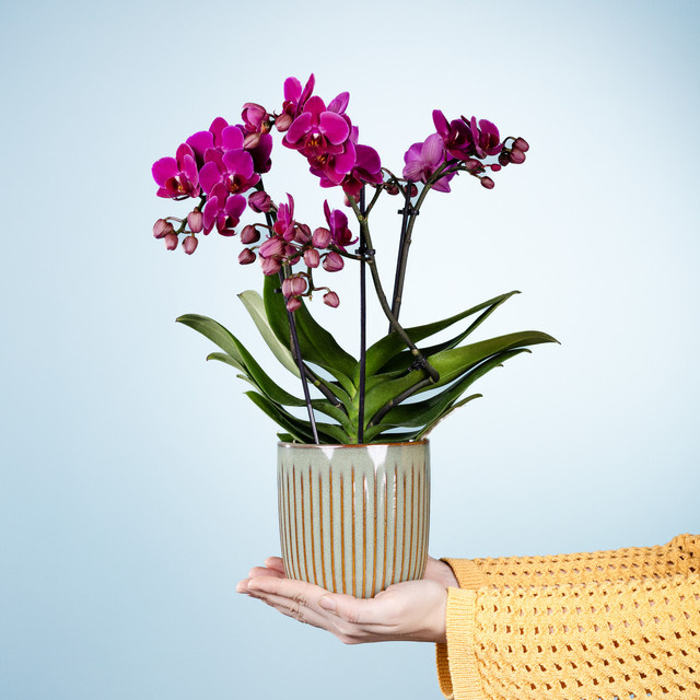 Phalaenopsis Zimmerpflanze von BLUME2000 in Pink und Purple inklusive Topf - Bild 1