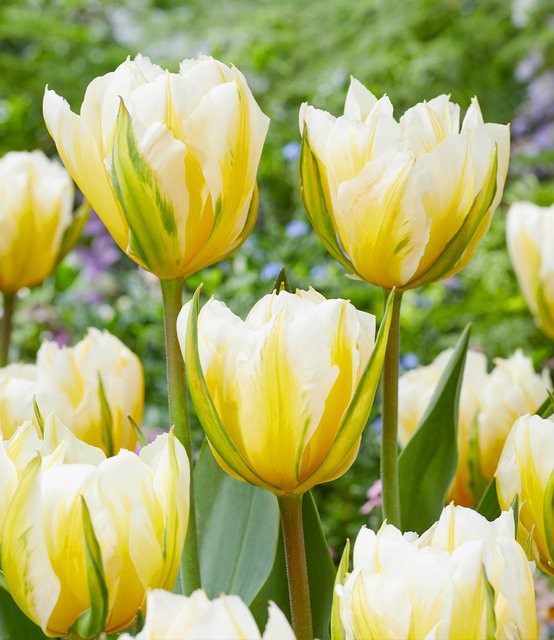 Tulpe Sweet Valley - Bild 1