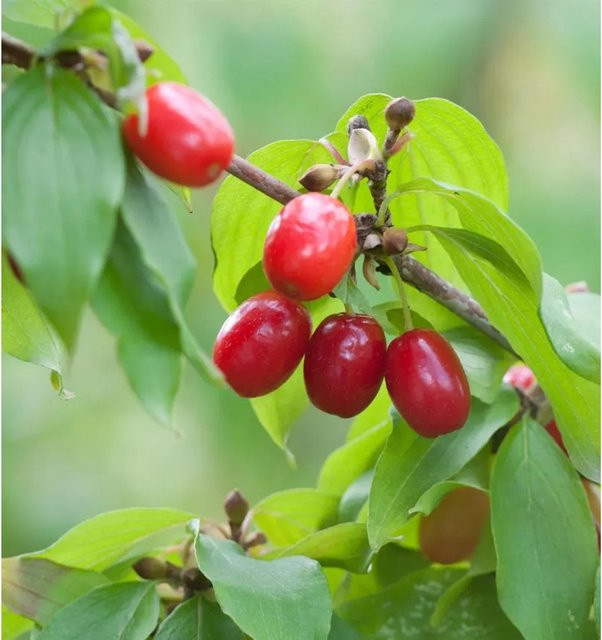 Kornellkirsche Cornus mas als Heckenpflanze für deinen Garten, Höhe: 60-80 cm - Bild 1