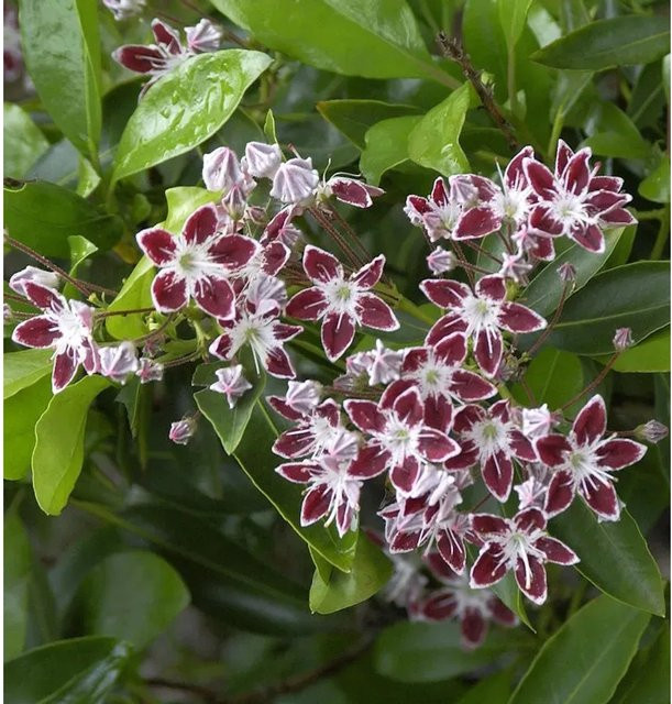 Kalmia latifolia Berglorbeer Galaxy als Zierstrauch für den Garten, Höhe: 40-50 cm - Bild 1