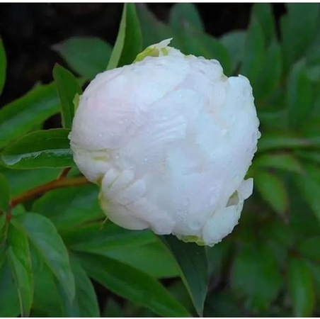Edle Pfingstrose Miss America Paeonia cult cultivar in Weiß von Nr-01.de