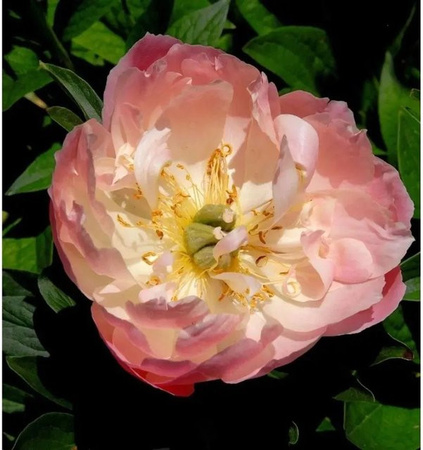Edle Pfingstrose Coral Sunset Paeonia cult cultivar in Coral Pink von Nr-01.de